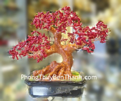 Cây san hô đỏ FCA226
